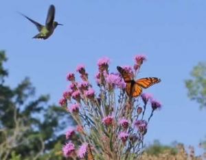 Meadow Blazingstar - Liatris ligulistylis with Monarch&Hummingbird 3
