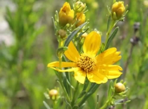 Prairie Coreopsis - Coreopsis palmata