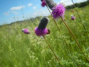 Purple Prairie Clover - Dalea purpurea (3)