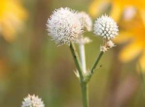 Rattlesnake Master - Eryngium yuccifolium