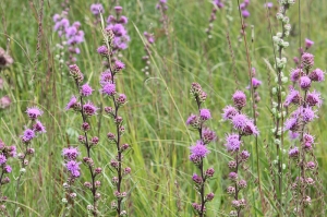 Rough-blazing-star---Liatris-aspera