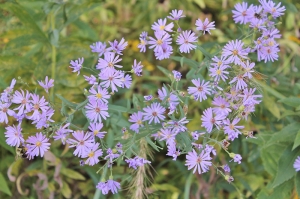 Smooth-blue-aster-Symphyotrichium-laevis