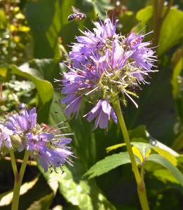 Virginia-waterleaf---Hydrophyllum-virginiana