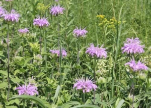 Wild Bergamot - Monarda fistulosa