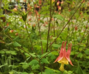 Wild Columbine - Aquilegia canadensis
