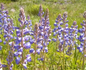 Wild lupine - Lupinus perennis