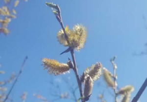 Willow - Salix sp. catkins