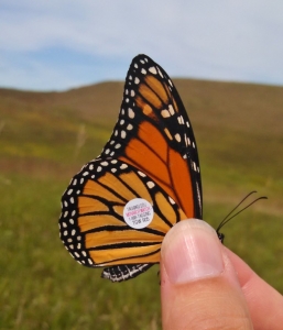 Monarch “TGW 905” tagged by Minnesota Zoo Conservation Biologist staff at Glacial Lakes State Park. Sept 5, 2014
