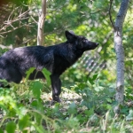 Wolf Pups-4