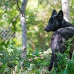 Wolf Pups-5