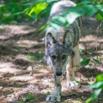 Wolf Pups-6