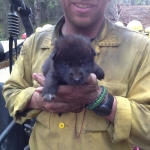 Fire Crew Supervisor, Josh Leutzinger with wolf pup at rescue site