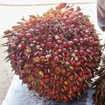 One-FFB-fresh-fruit-bunch