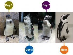 African penguin, Indi, during her molting period into her adult plumage.