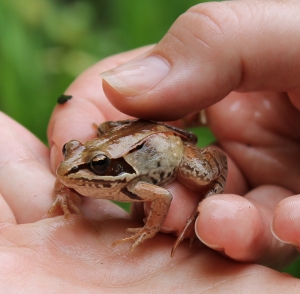 Wood Frog
