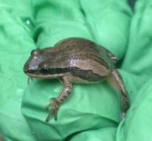 Chorus Frog