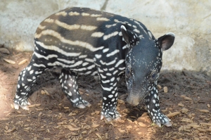 MNZoo_TapirCalf4