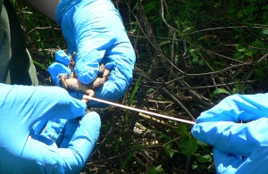 Biologists swabbing a frog to test for disease