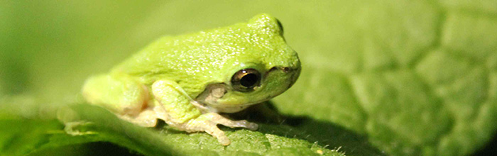 starifrog-Header