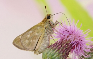 First-Dakota-skipper-female-reared-at-MNZoo