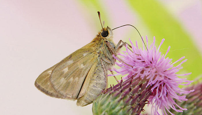 First-Dakota-skipper-female-reared-at-MNZoo