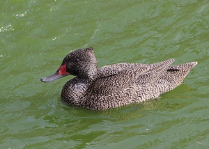 Freckled duck male