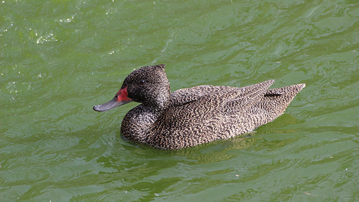 Freckled duck male