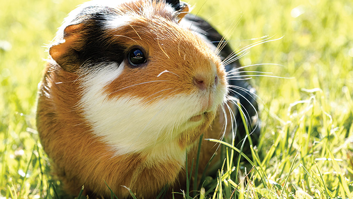 Guinea pig