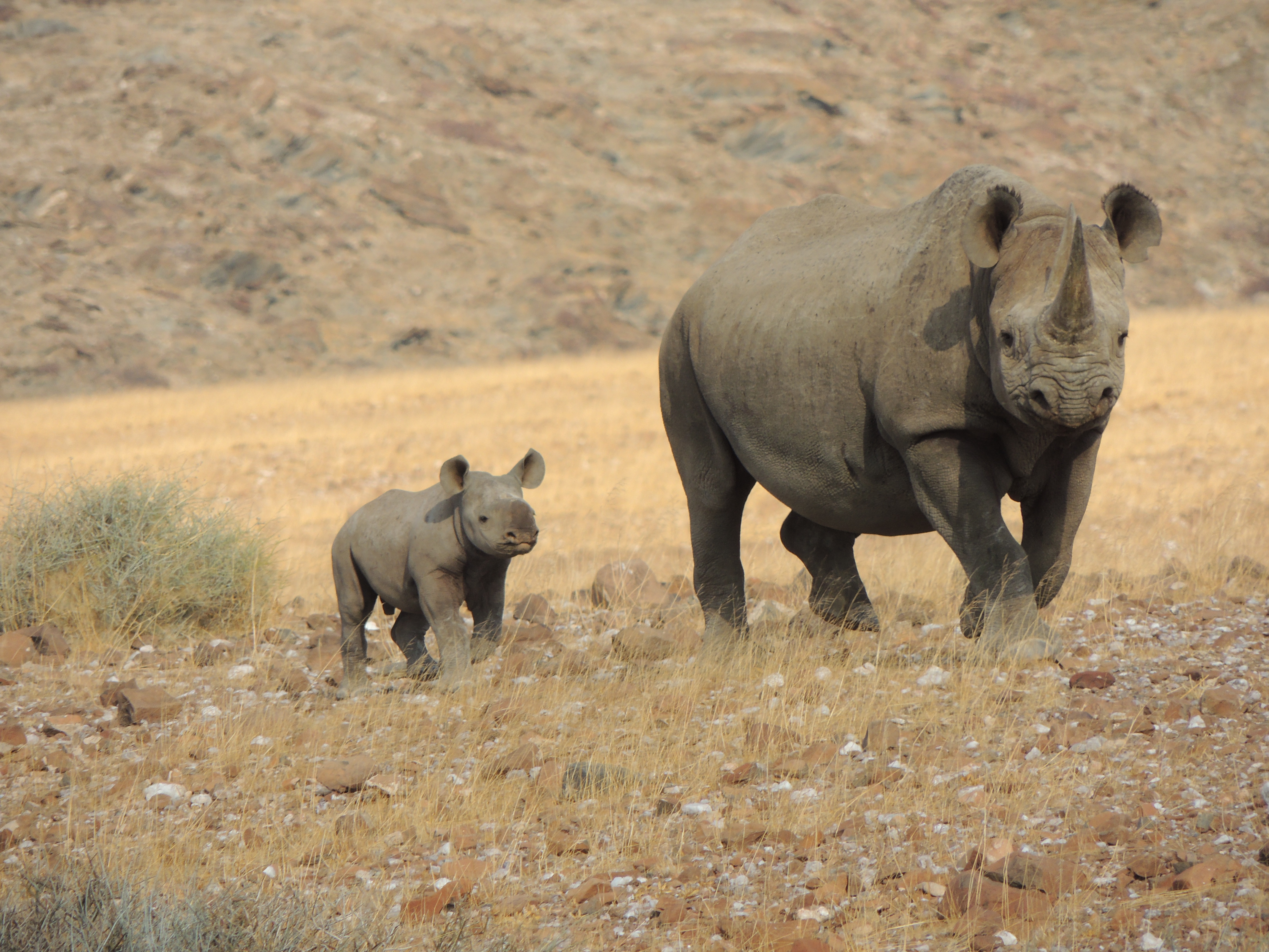 Female rhino and calf Namibia